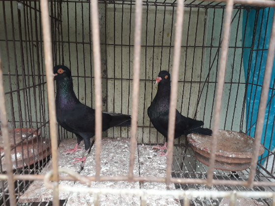 Black Denish pair